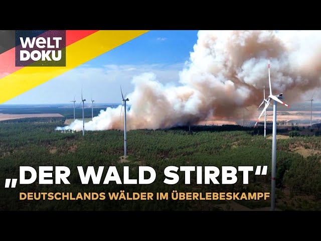 KAMPF GEGEN WALDSTERBEN: Deutschlands Wald stirbt - Neue Baumarten gegen den Klimawandel | WELT Doku