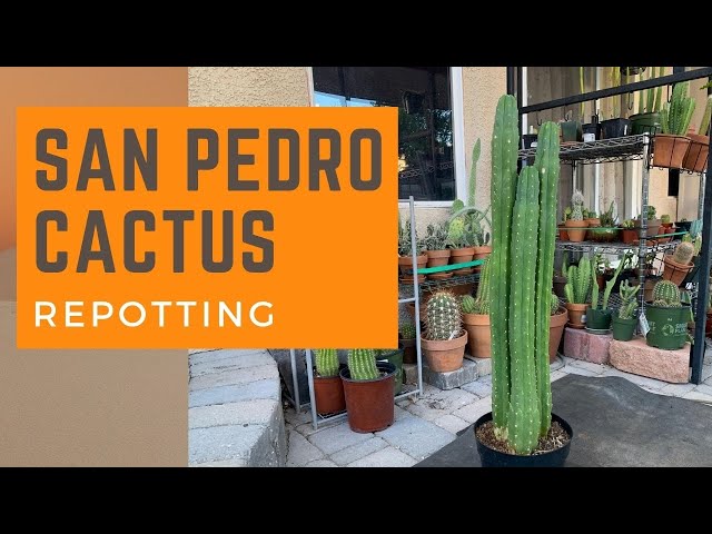 Repotting a San Pedro Cactus (Echinopsis Pachanoi) | Repot a Cactus