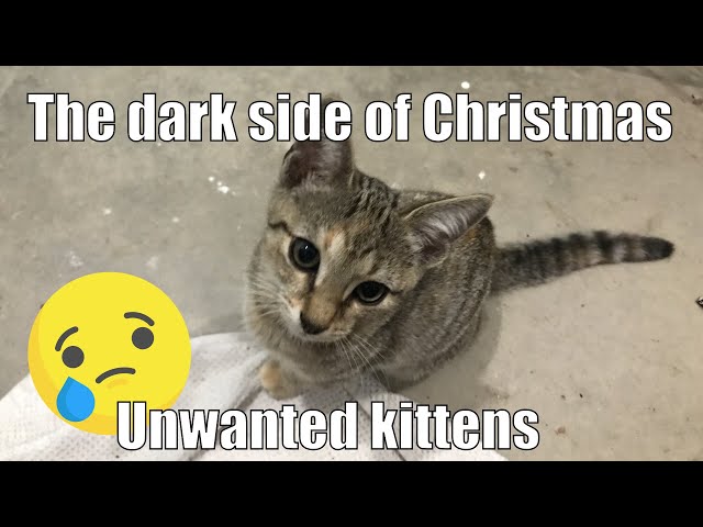 Unwanted kittens - the dark side of Christmas...and all year around :(