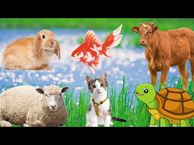 Have fun with animals: rabbit, turtle, sheep, cow, bird,...