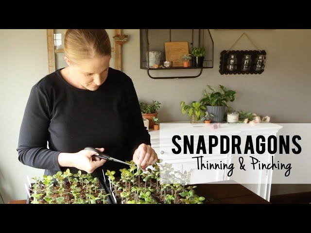 Thinning and Pinching Snapdragons for my Cut Flower Garden