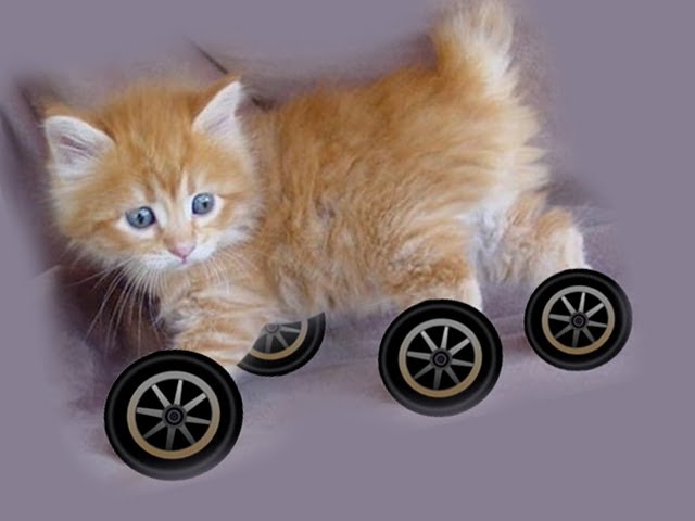 Why Don't Any Animals Have Wheels?