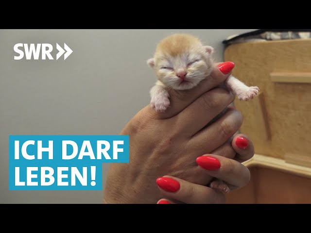 Tierheim Doku – Tierpfleger suchen neues Zuhause für Kitten und Welpen