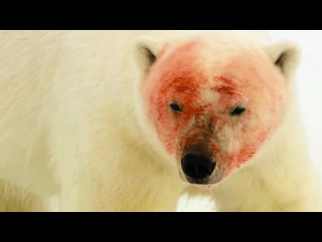 Ice Cold Killers: The Most Vicious Predators On Ice | WORLD'S DEADLIEST | Real Wild
