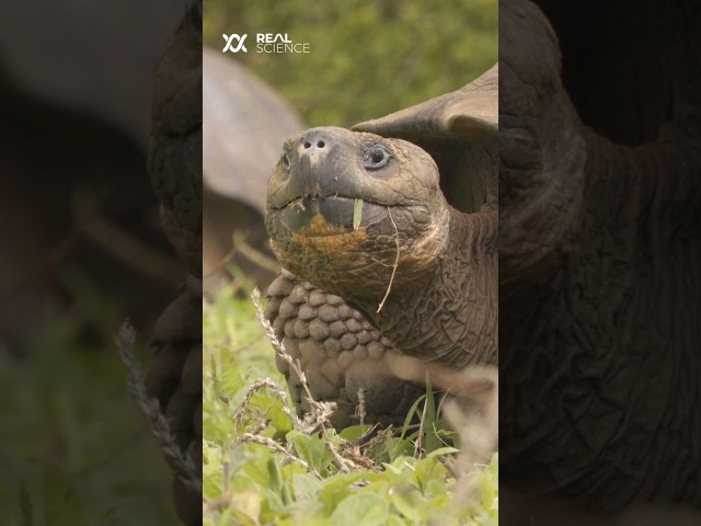 The super weird thing tortoises do during an eclipse