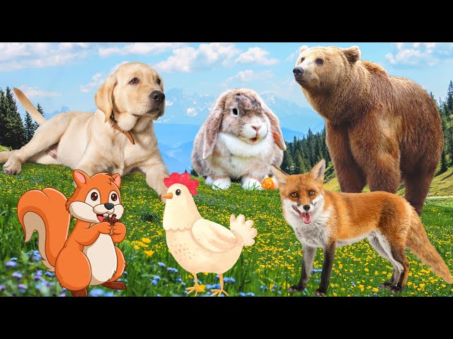 Cute little animals - Dog, Squirrel, Rabbit, Fox, Chicken - Animal sounds