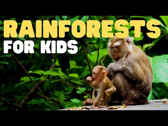 Rainforests for Kids | Learn all about the two types of rainforests