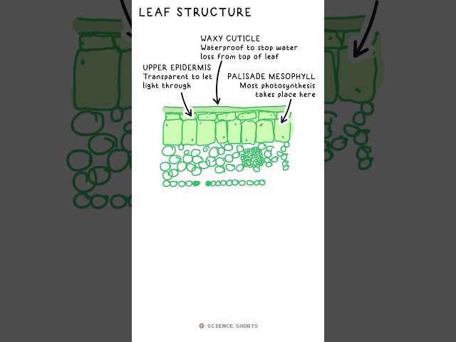 LEAF STRUCTURE - Biology Science Revision (GCSE) #school #exams #mesophyll