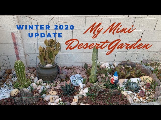 My Mini Desert Garden 2020 Winter Update