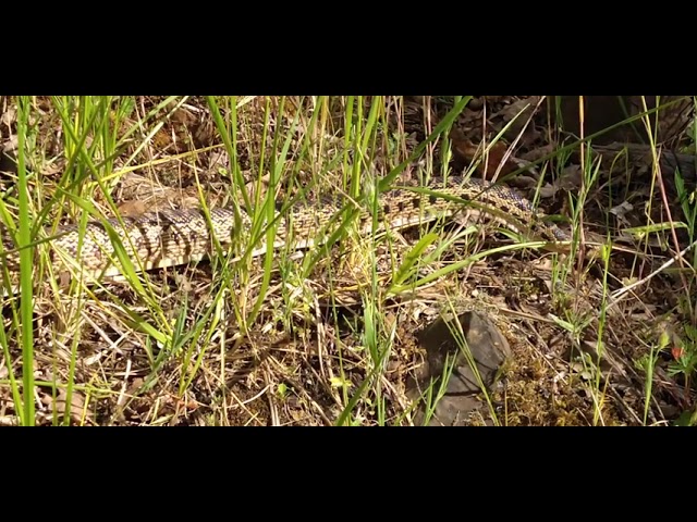 Bullsnake or Pacific Gopher Snake?