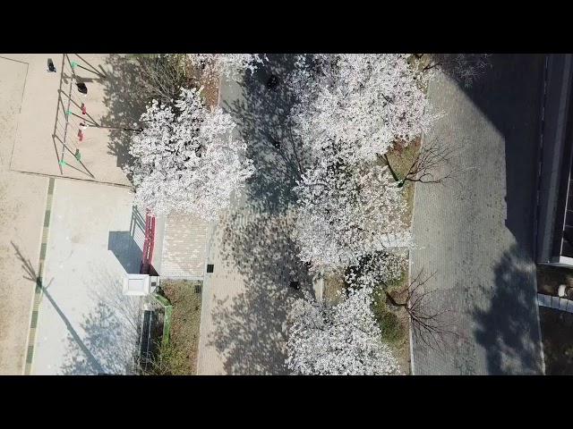 벚 꽃만개한 우리집 앞에서 매빅프로 생방송