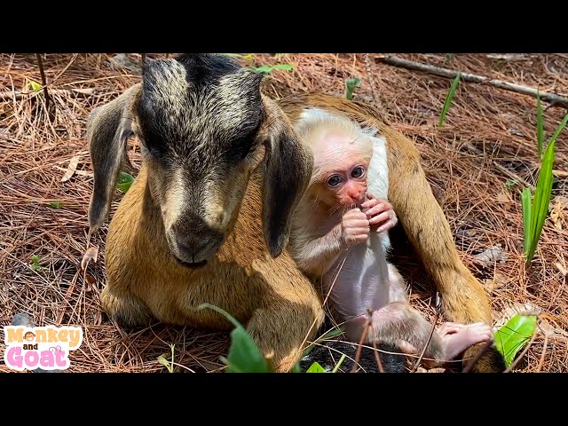 Cute Baby monkey loves Goat
