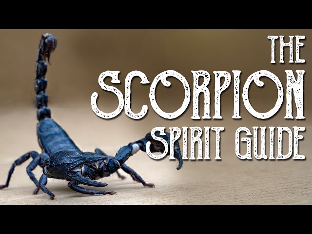 Scorpion Spirit Guide - Ask the Spirit Guides Oracle, Totem Animal, Power Animal, Magical Crafting