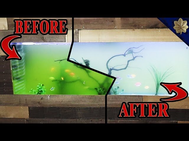3 WAYS To Rid Yourself Of Green Aquarium Water