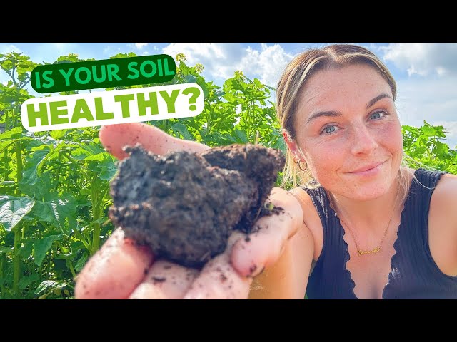 How to test Soil & Plant Health {For Disease & Pest Resistant Plants!}