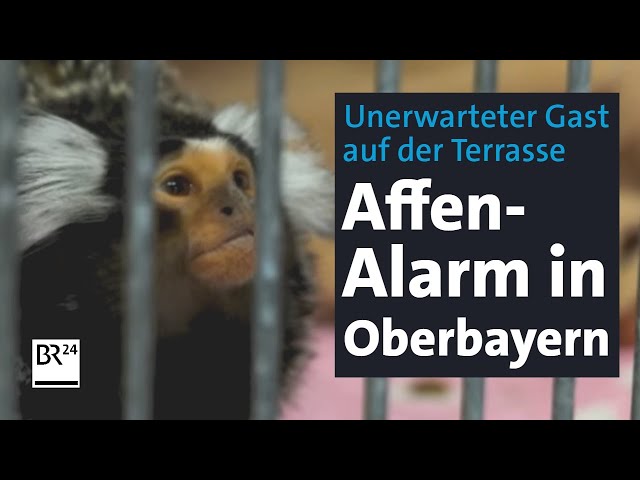 Affen-Alarm in Oberbayern: Unerwarteter Besuch auf Terrasse in Moosburg | Abendschau | BR24