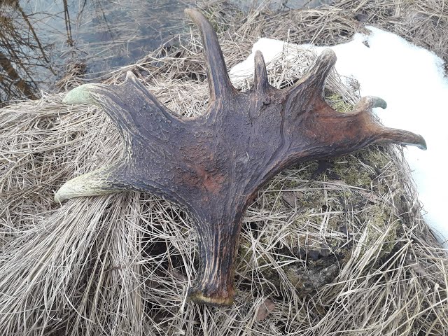 Zrzuty losia, piekna para / Nice pair of moose antlers