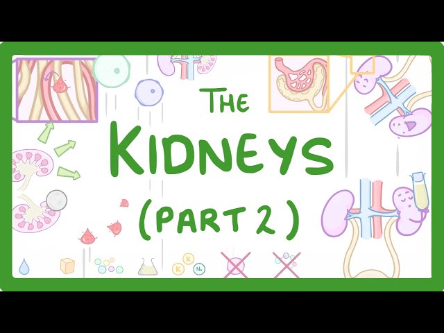 Biology - Structure of the Kidneys - (Kidneys Part 2/3) #28