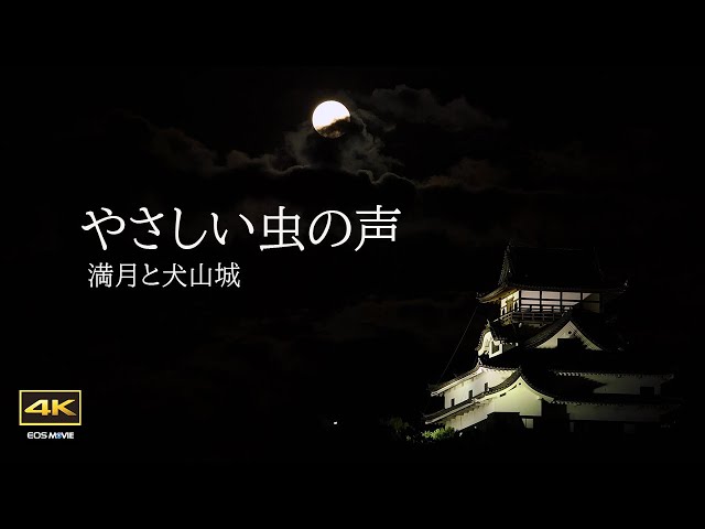 4K video + natural environmental sounds / gentle insect voices and full moon / and Inuyama Castle