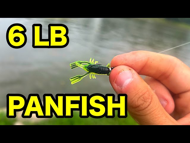 6 LB PANFISH caught MICRO FISHING!!