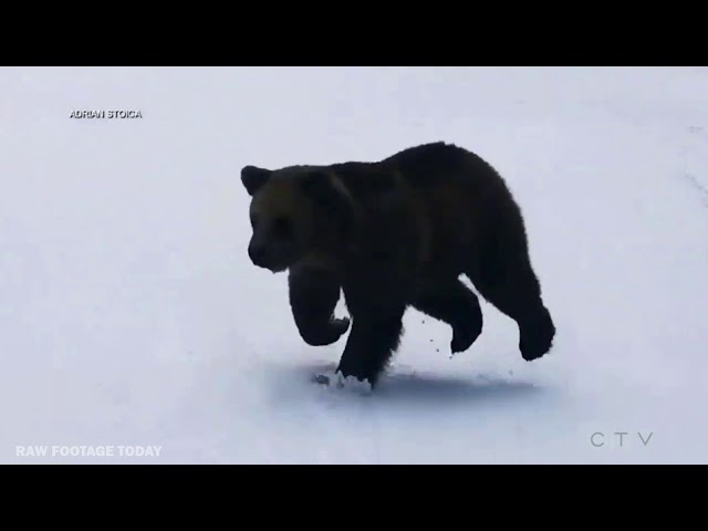 Brown bear chases skiers on Romania mountain slope