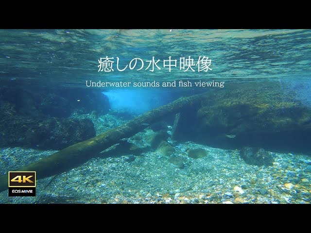 4K natural environment sound / Soothing underwater video + underwater sound