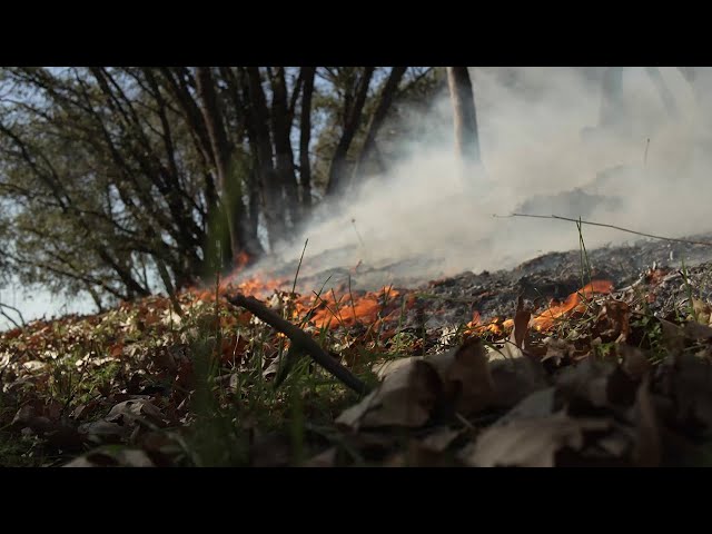 UC Davis LIVE: Wildfire and Forest Management