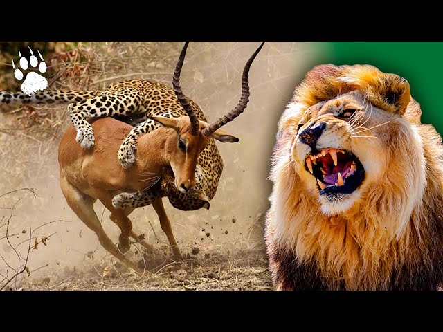 African Predators - Wildlife Icons - Animal Documentary - HD - Amp