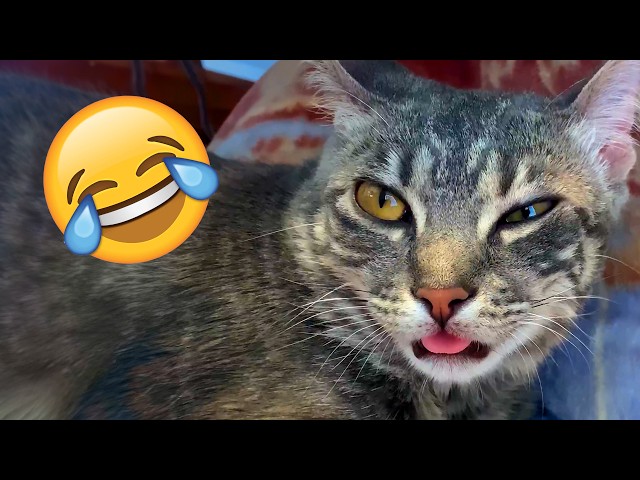 Best Talking Animal Videos of the Year 2023