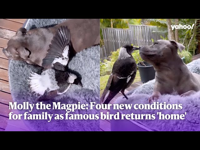 Molly the Magpie: Four new conditions for family as famous bird returns 'home' | Yahoo Australia