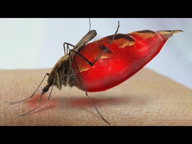 What Happens to Your Blood Inside a Mosquito?