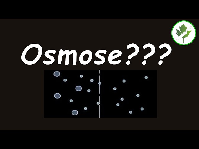OSMOSE einfach erklärt und wie es das Kochen beeinflusst