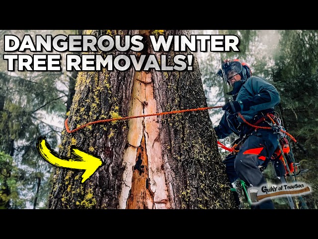 Winter Warriors! Battling Washingtons Weather For BIG Trees!