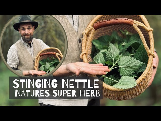 Stinging Nettles - Natures Super Herb