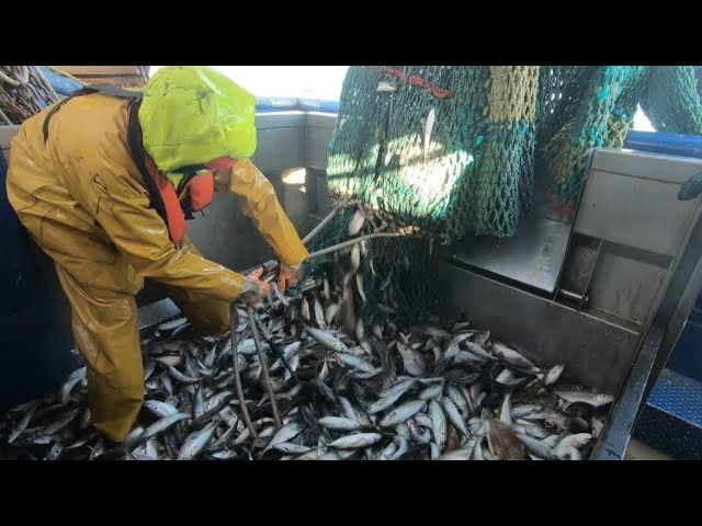 Reporters: Brexit, a sea of uncertainty for fishermen