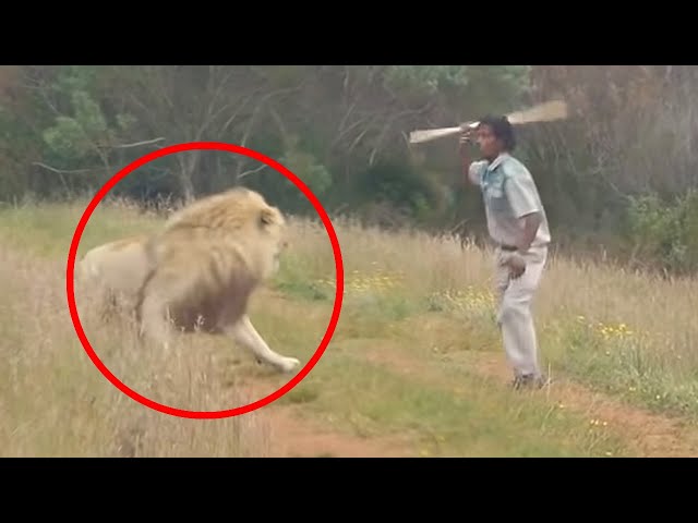 30 Scariest Lion Encounters of the Year
