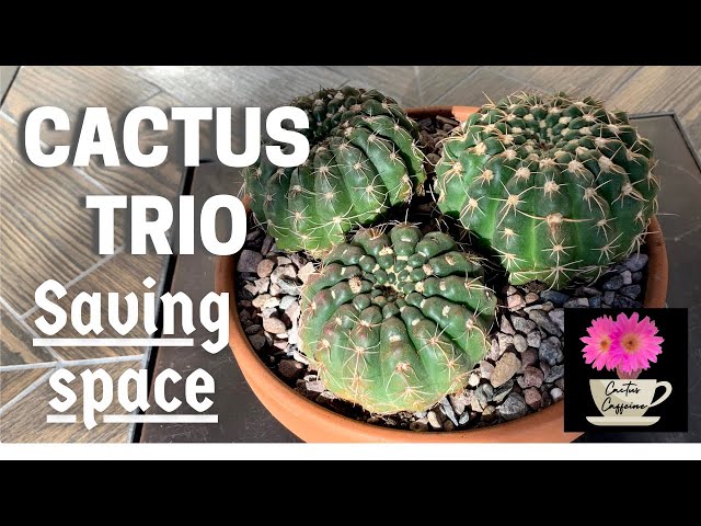 Potting a Cactus Trio | Consolidating and Making Space