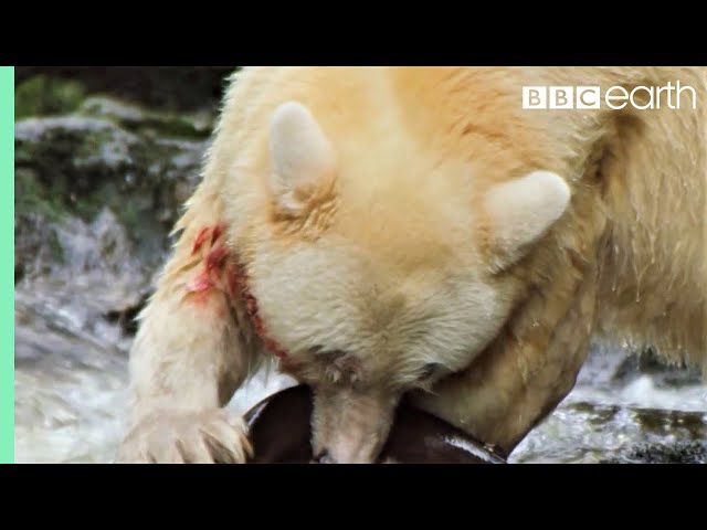 Greatest Fights In The Animal Kingdom: Part 2 | BBC Earth