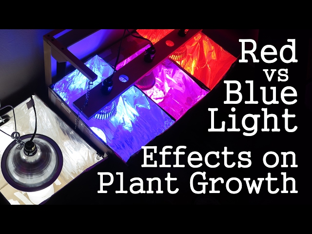 Experiment: Red Light vs Blue Light -How Spectrums Affect Plant Growth- LED vs CFL