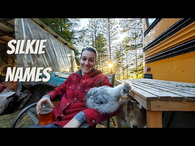 An Eventful Morning At The Homestead | Introducing The Silkie Names