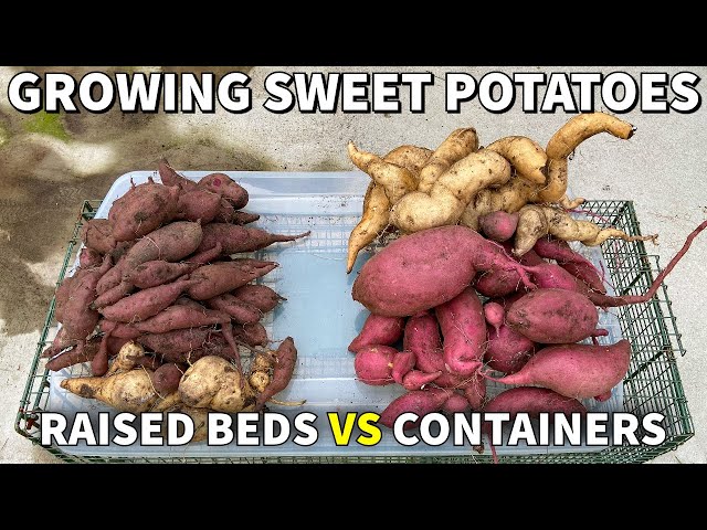 Growing Sweet Potatoes In Beds VS Containers: What Is Better? Surprising Results!
