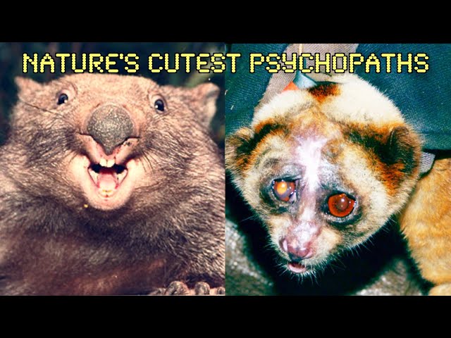 Cute Animals But They Slowly Get Worse For Your Health