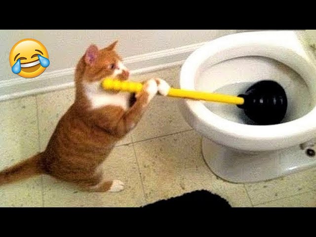 Funniest Animals 😄 New Funny Cats and Dogs Videos 😹🐶 - Part 11