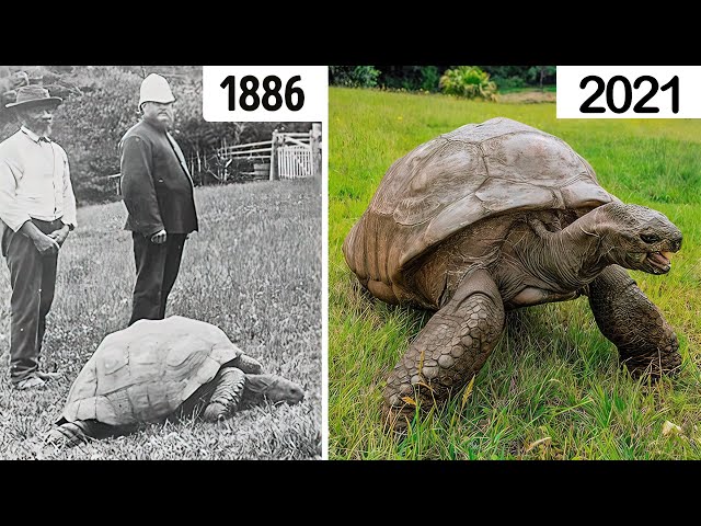 The LONGEST LIVING ANIMALS Of Recent Times