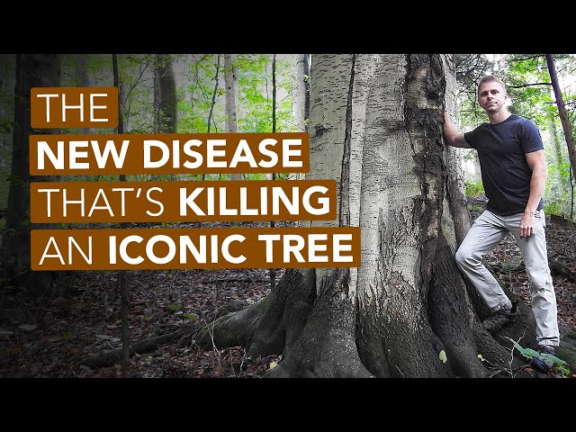 The New Disease That's Killing An Iconic Tree