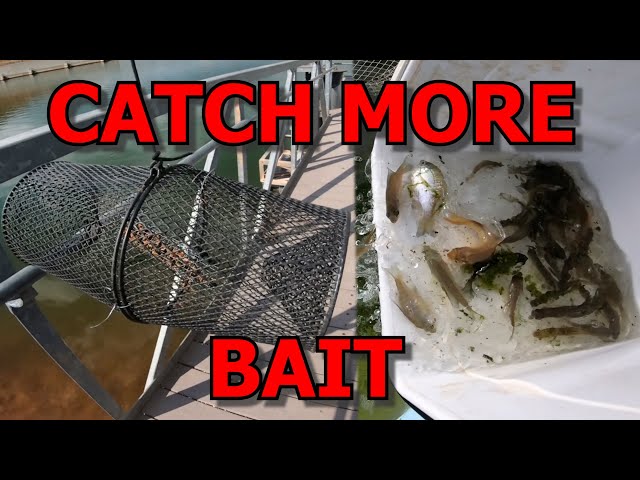 HOW TO Make Your Minnow Trap BETTER! (Catching More Bait for my Pond)