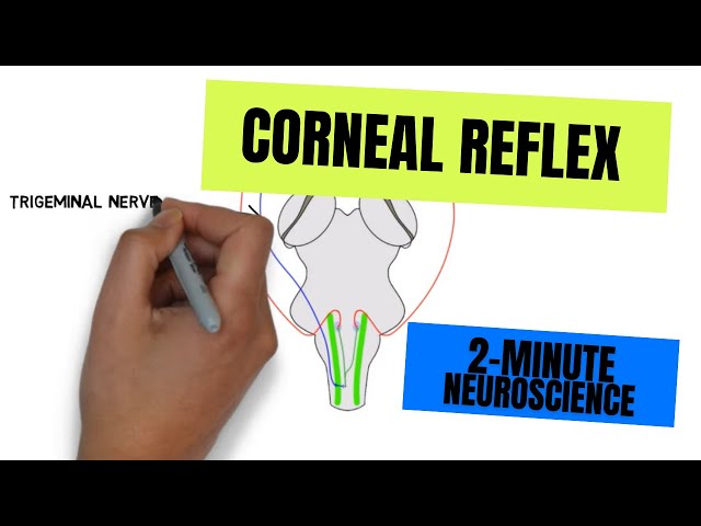 2-Minute Neuroscience: Corneal Reflex
