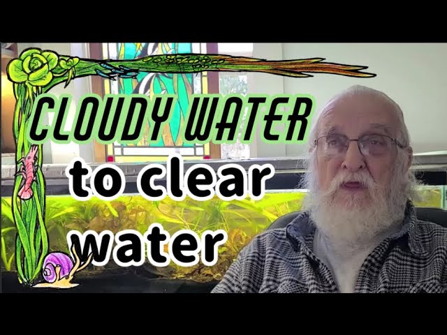 Unbelievable! Father Fish Transforms Cloudy Water to Crystal Clear Water - Amazing Transformation!