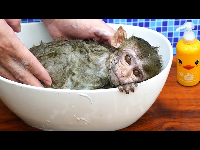 Baby monkey Ben Ben bath in the bathtub and playing with the Chuppy So cute