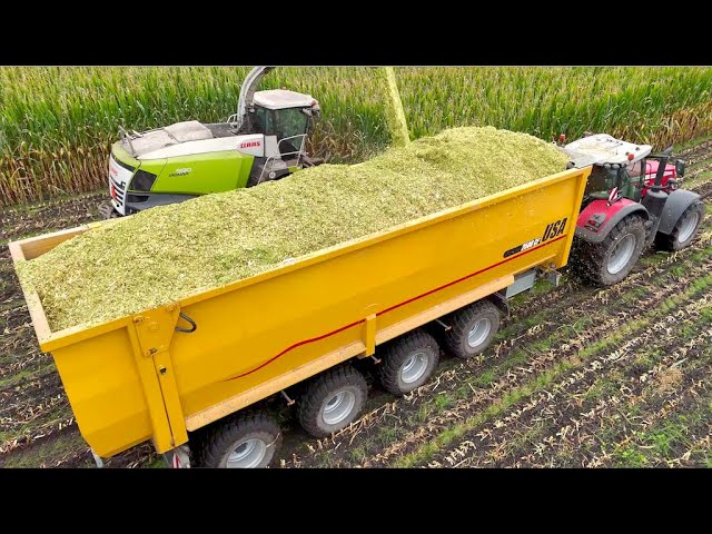 Maize Silage on Largest Dairy Farm in Holland | HUGE 75m3 4-axle Push-off Trailers | Van Bakel